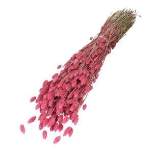 Dried flowers Phalaris 70cm