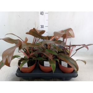 Philodendron   ...