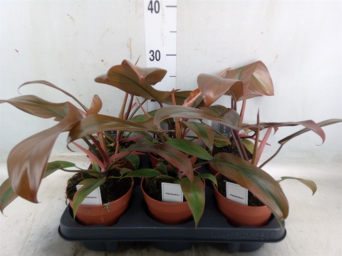 <h4>Philodendron   ...</h4>