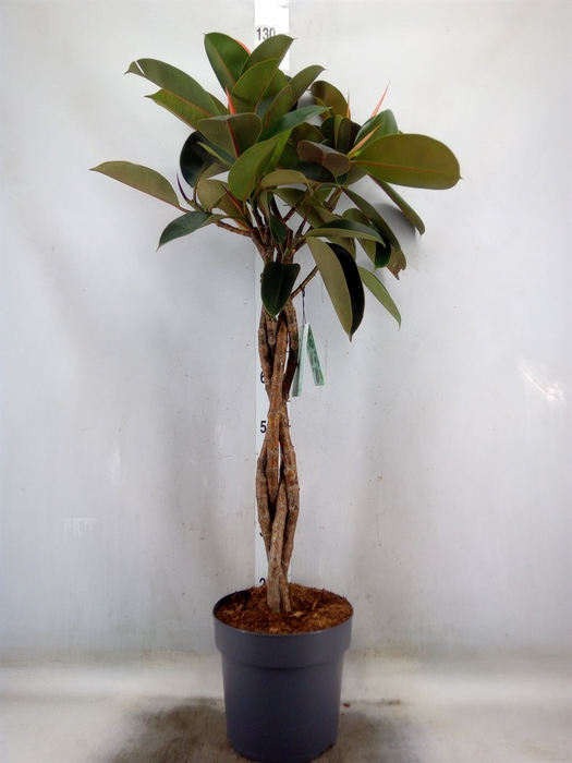 <h4>Ficus elastica 'Burgundy'</h4>