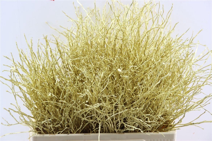 <h4>Vaccinium Kbh Gold</h4>