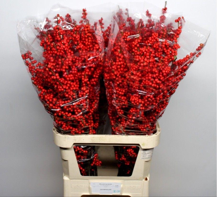 <h4>ILEX VE RODE BES</h4>