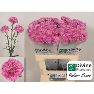 Dianthus ST 'Yukari Scuro'