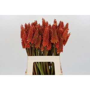 Kniphofia  'Alcazar'