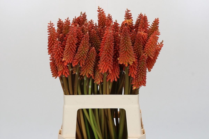 Kniphofia  'Alcazar'