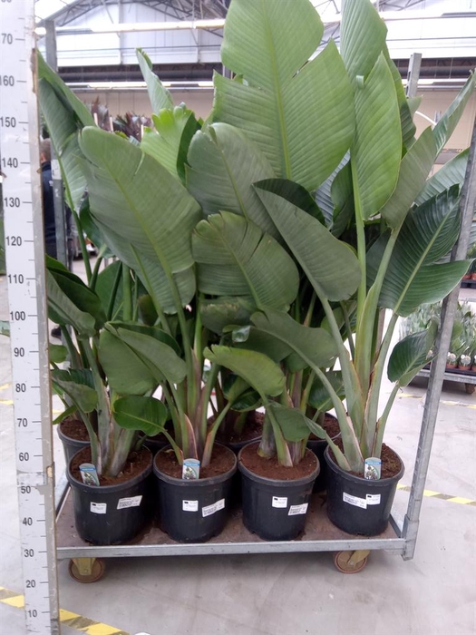 <h4>Strelitzia nicolai</h4>
