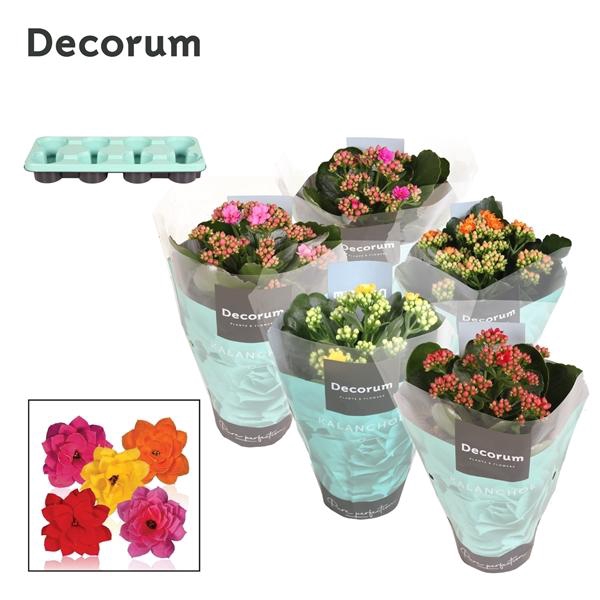 <h4>Kalanchoe blossfeldiana gevuld gemengd 5 kleuren</h4>