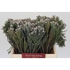 Kaaps Groen Silver Brunia