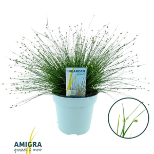 Scirpus Isolepis