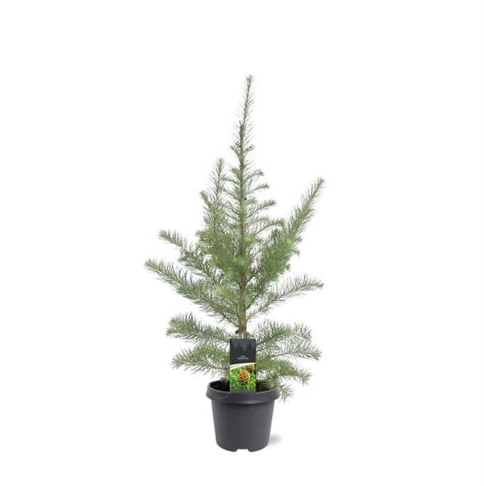 <h4>Larix kaempferi</h4>