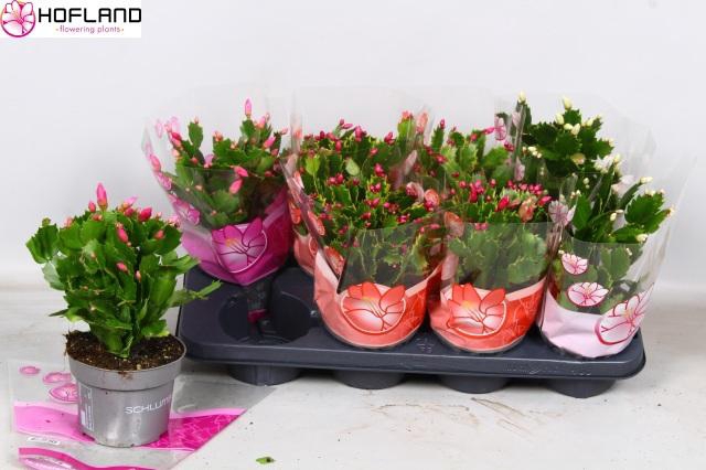 <h4>SCHLUMB GEM 3 KL</h4>