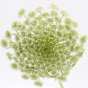 Ammi Visnaga