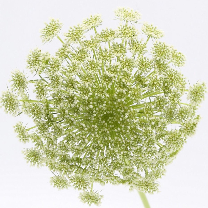 <h4>Ammi Visnaga</h4>