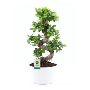Ficus Ginseng S type in Wit keramiek met Bark