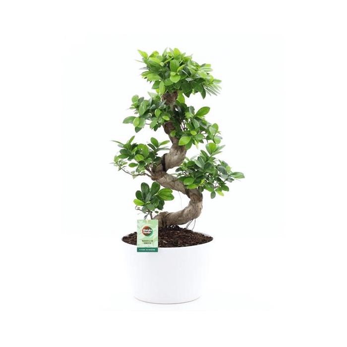 <h4>Ficus Ginseng S type in Wit keramiek met Bark</h4>