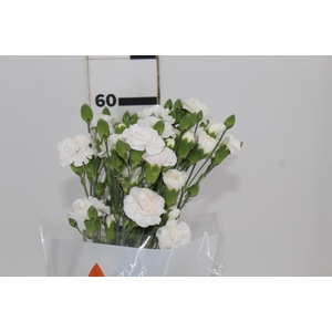 CRAVO SPRAY NINBUS 060 CM