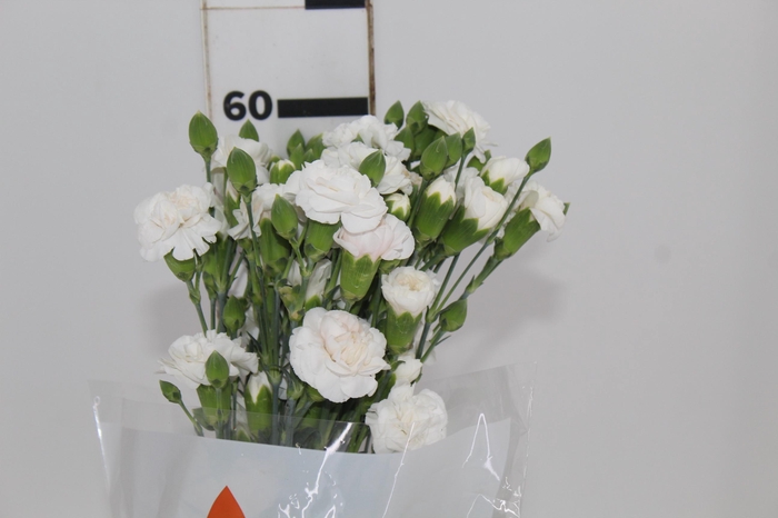 <h4>CRAVO SPRAY NINBUS 060 CM</h4>