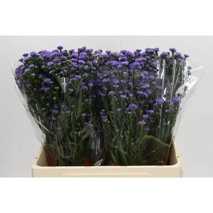 Aster Baby Blue