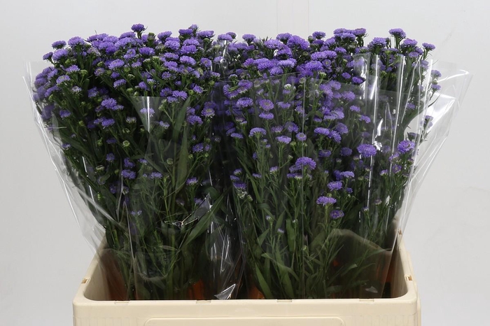 <h4>Aster Baby Blue</h4>