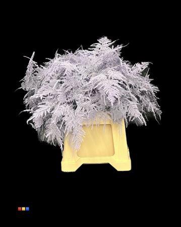 <h4>Asp 1e Light Milka</h4>