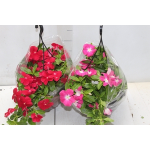 VINCA C21