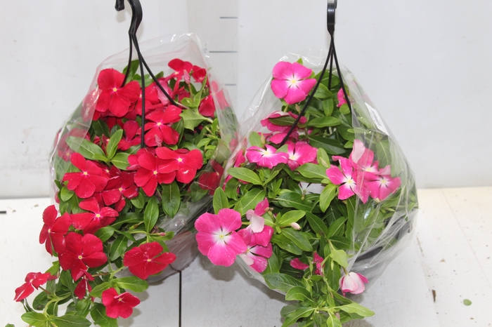 <h4>VINCA C21</h4>