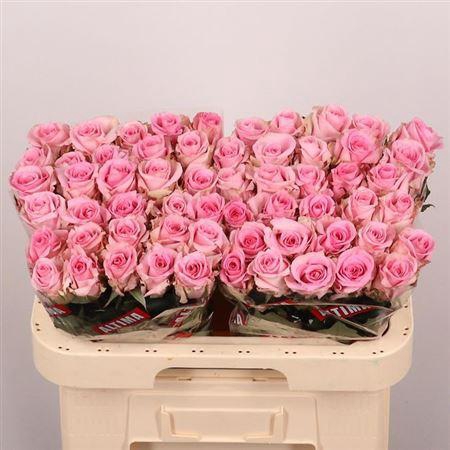 <h4>R Gr Jessika</h4>