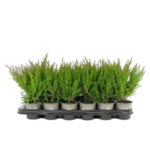 Juniperus horizontalis Andorra