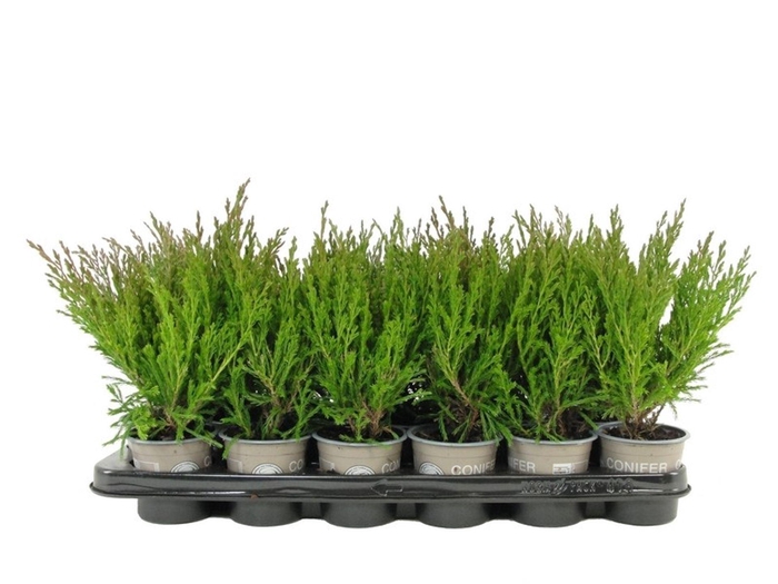 <h4>Juniperus horizontalis Andorra</h4>
