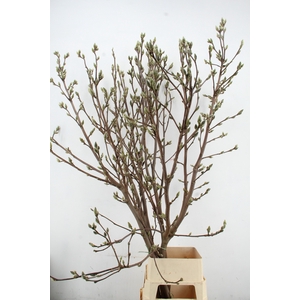 MAGNOLIA SUPERBA EXTRA 200CM