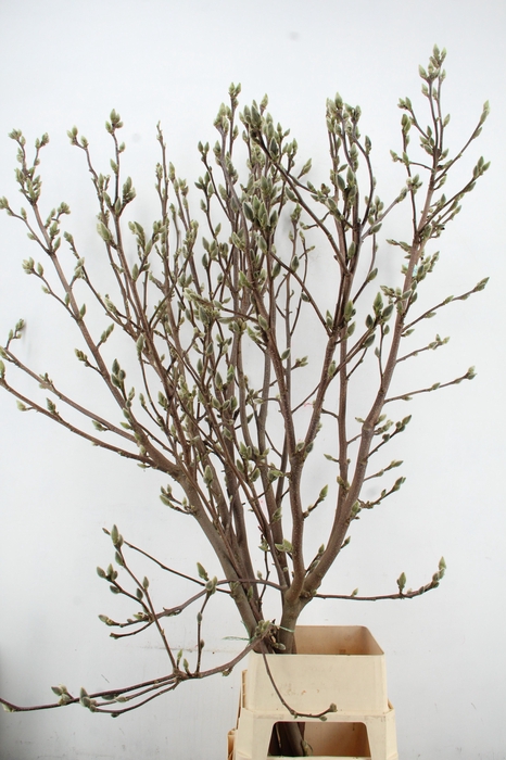 <h4>MAGNOLIA SUPERBA EXTRA 200CM</h4>
