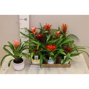 BROMELIA GEM