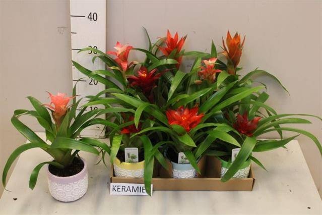 <h4>BROMELIA GEM</h4>