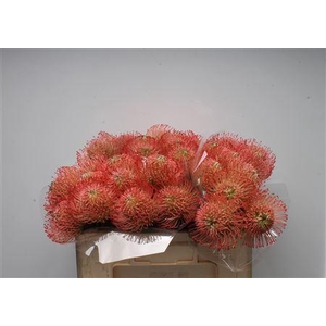 Leuco Ayoba Pink