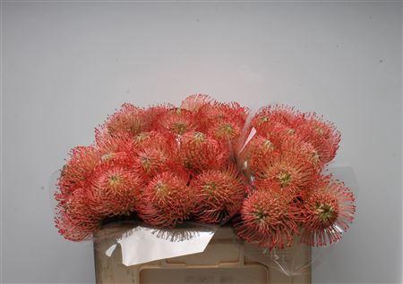 <h4>Leuco Ayoba Pink</h4>