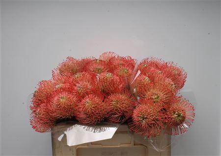 <h4>Leuco Ayoba Pink</h4>