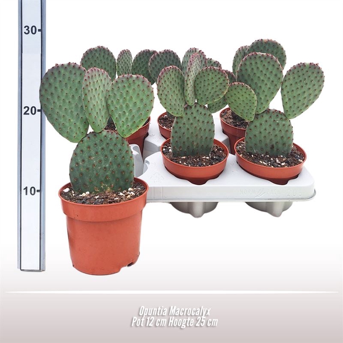 <h4>Opuntia Macrocalyx</h4>