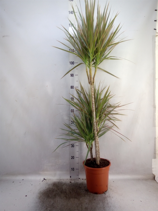 <h4>Dracaena marg. 'Bicolor'</h4>