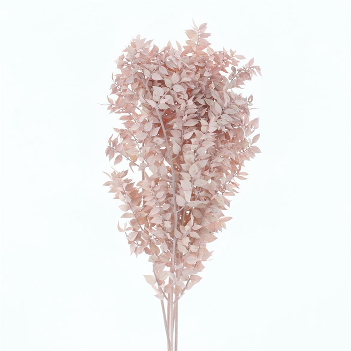 <h4>Pres Ruscus Bleached Pastel Light Pink Per Stem</h4>