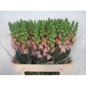 ANTIRRHINUM MAJUS 'AVIGNON PINK'