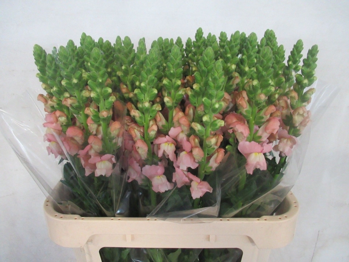 <h4>ANTIRRHINUM MAJUS 'AVIGNON PINK'</h4>