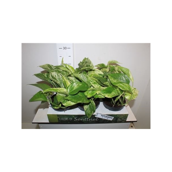 <h4>Epipr Marble Queen</h4>