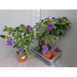 TIBOUCHINA RICH BLUE