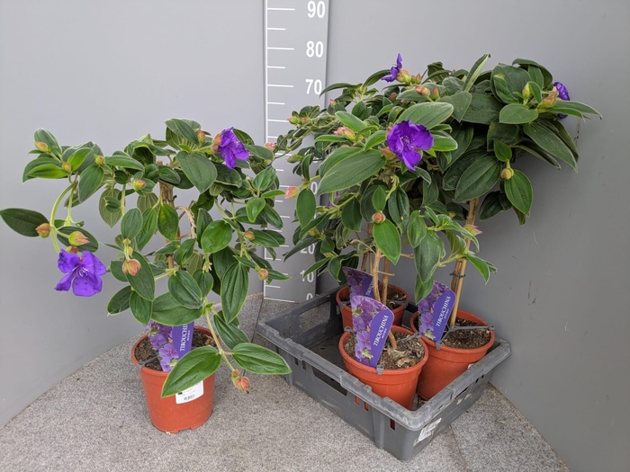 <h4>TIBOUCHINA RICH BLUE</h4>
