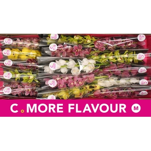 Mini cymbidium 'Mix' 50 cm