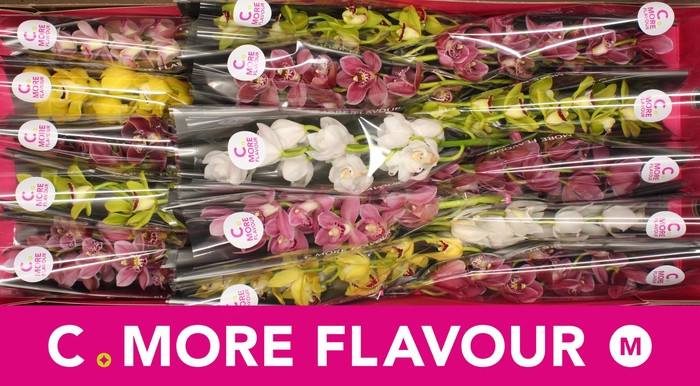 <h4>Mini cymbidium 'Mix' 50 cm</h4>