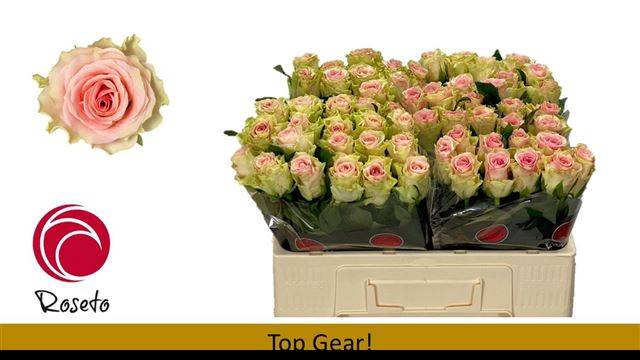 <h4>R GR TOP GEAR!</h4>