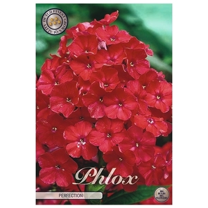 Phlox Red x1 l