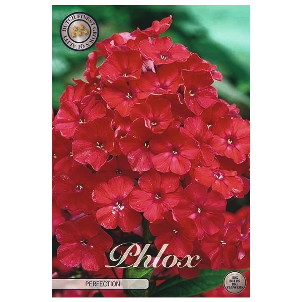 <h4>Phlox Red x1 l</h4>