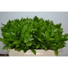 RUSCUS HYPOPHYLLUM